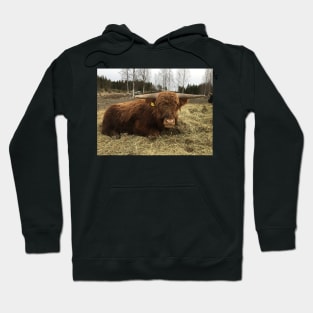 Scottish Highland Cattle Bull 2336 Hoodie